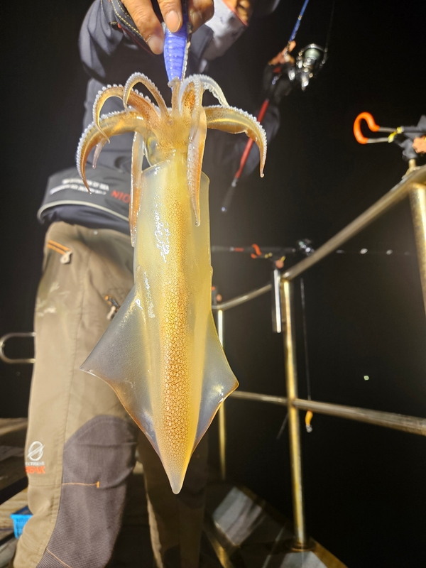 거제 적호의 조황일지 이미지 - 5