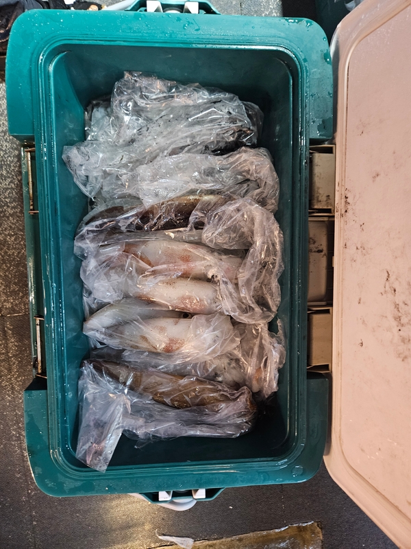 거제 적호의 조황일지 이미지 - 5