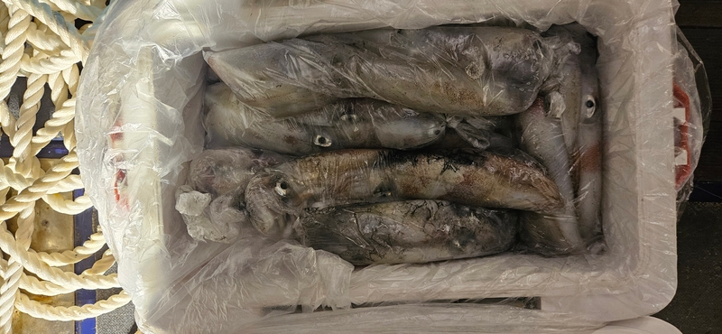 거제 적호의 조황일지 이미지 - 8