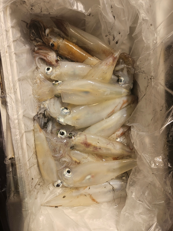 거제 적호의 조황일지 이미지 - 7