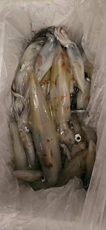 거제 적호의 조황일지 이미지 - 12