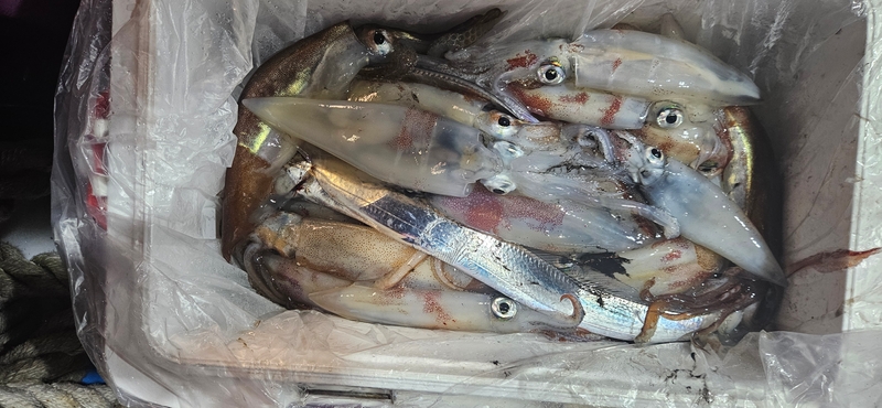 거제 적호의 조황일지 이미지 - 13