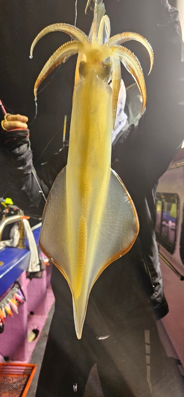 거제 적호의 조황일지 이미지 - 1