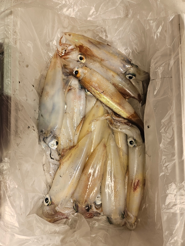 거제 적호의 조황일지 이미지 - 8