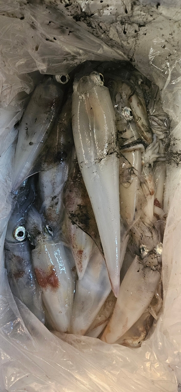 거제 적호의 조황일지 이미지 - 12