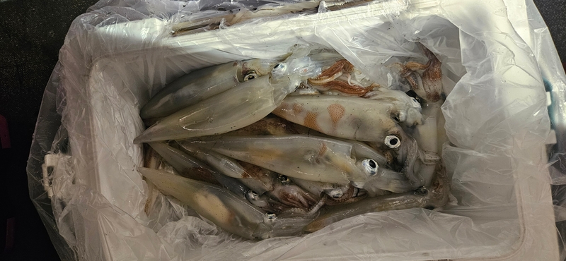 거제 적호의 조황일지 이미지 - 9