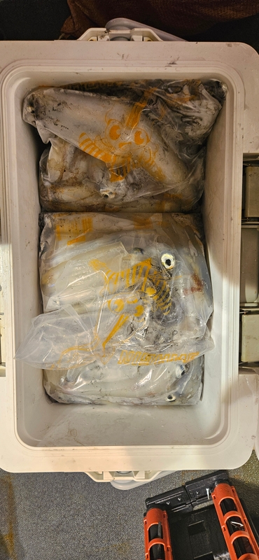 거제 적호의 조황일지 이미지 - 7