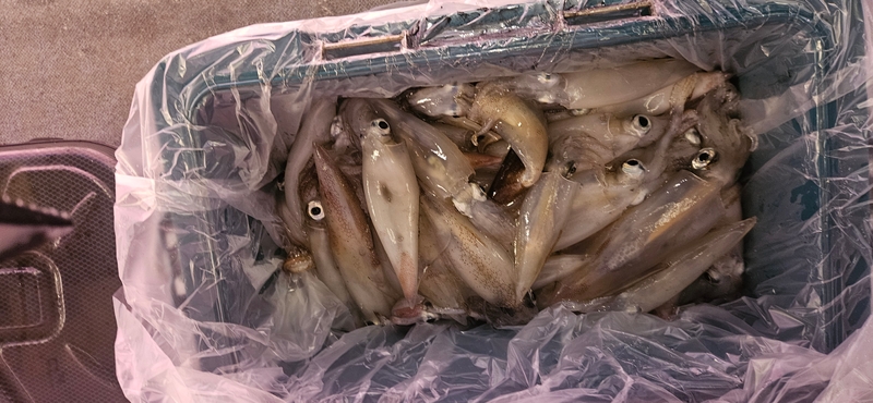 거제 적호의 조황일지 이미지 - 11