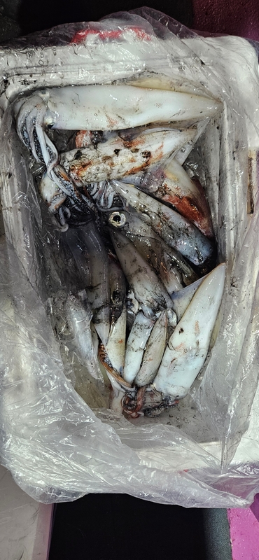 거제 적호의 조황일지 이미지 - 8