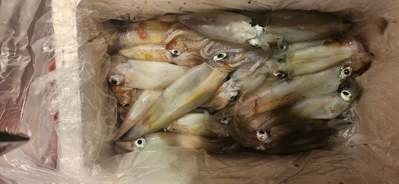 거제 적호의 조황일지 이미지 - 9