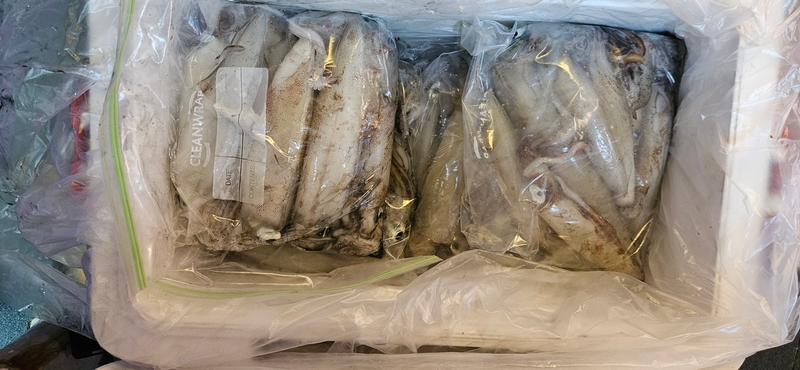 거제 적호의 조황일지 이미지 - 9