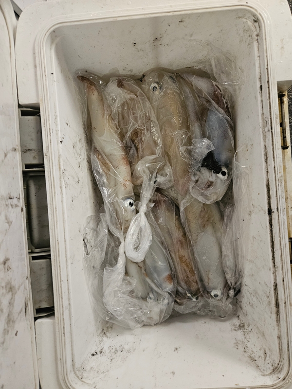 거제 적호의 조황일지 이미지 - 7