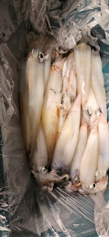 거제 적호의 조황일지 이미지 - 11