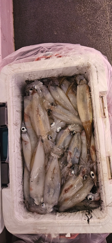 거제 적호의 조황일지 이미지 - 8