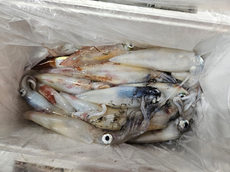 거제 적호의 조황일지 이미지 - 9