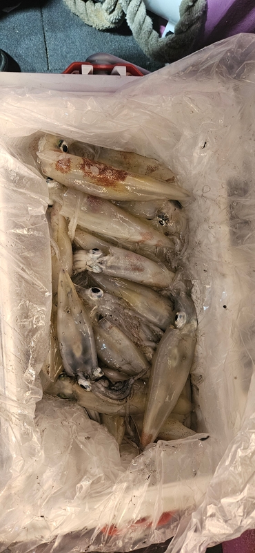 거제 적호의 조황일지 이미지 - 14