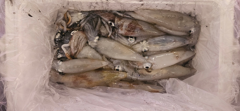 거제 적호의 조황일지 이미지 - 8