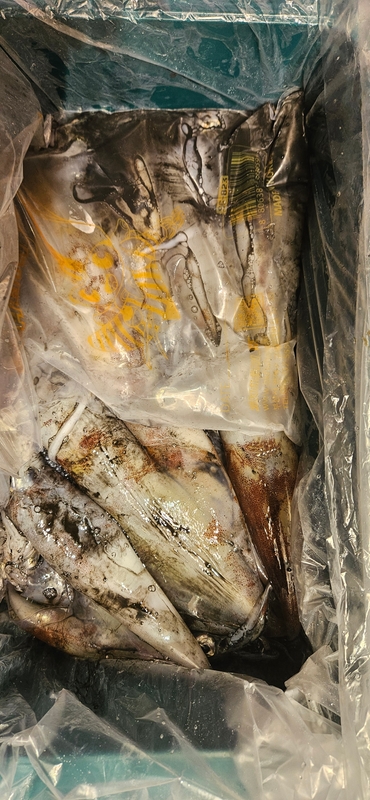 거제 적호의 조황일지 이미지 - 6