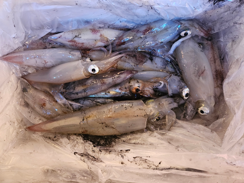 거제 적호의 조황일지 이미지 - 9