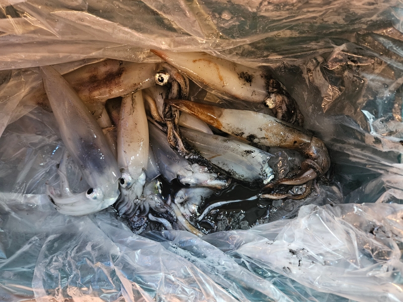 거제 적호의 조황일지 이미지 - 8