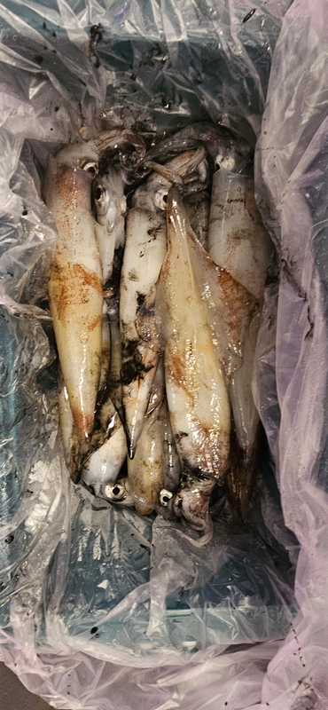 거제 적호의 조황일지 이미지 - 5