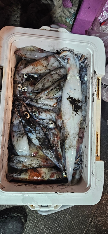 거제 적호의 조황일지 이미지 - 4