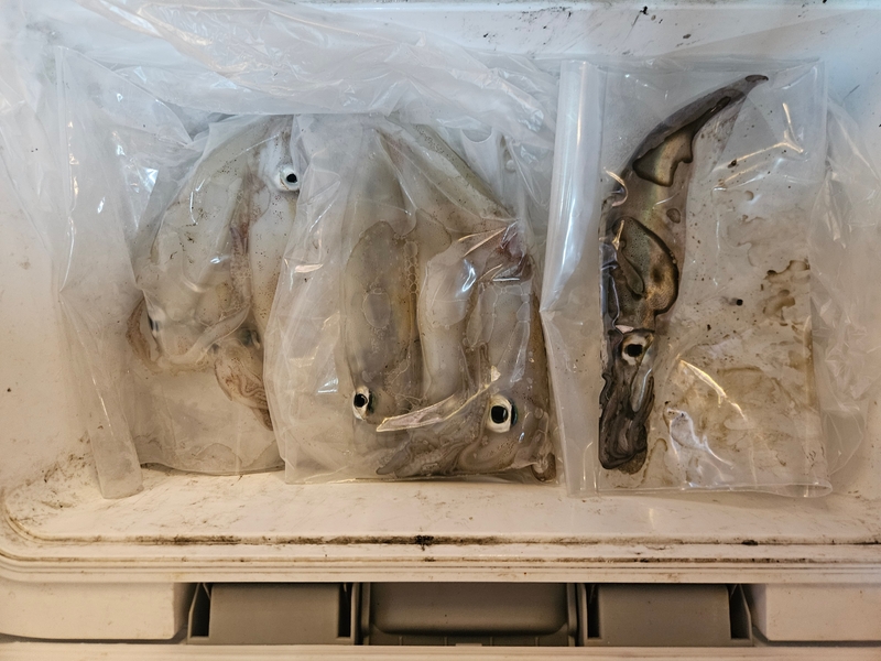 거제 적호의 조황일지 이미지 - 10