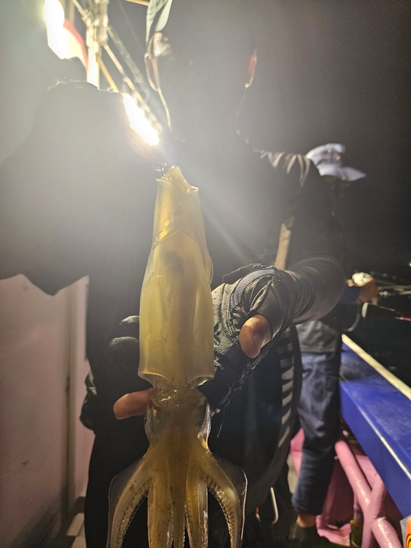 거제 적호의 조황일지 이미지 - 3