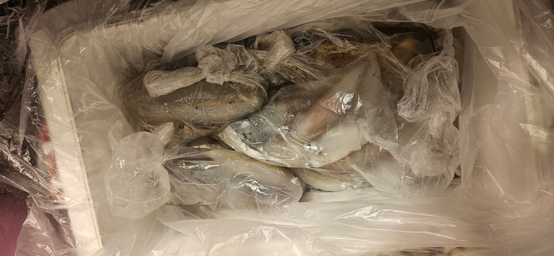 거제 적호의 조황일지 이미지 - 14