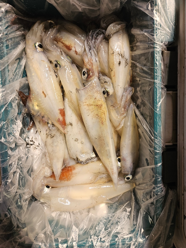 거제 적호의 조황일지 이미지 - 7