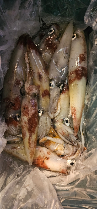 거제 적호의 조황일지 이미지 - 6