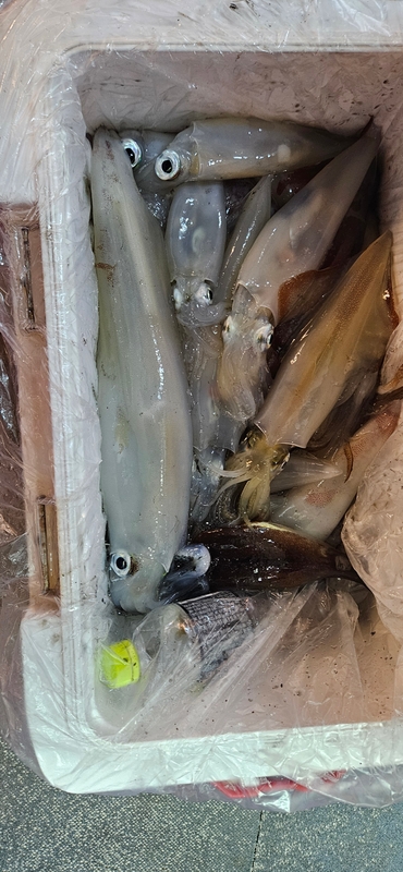 거제 적호의 조황일지 이미지 - 6