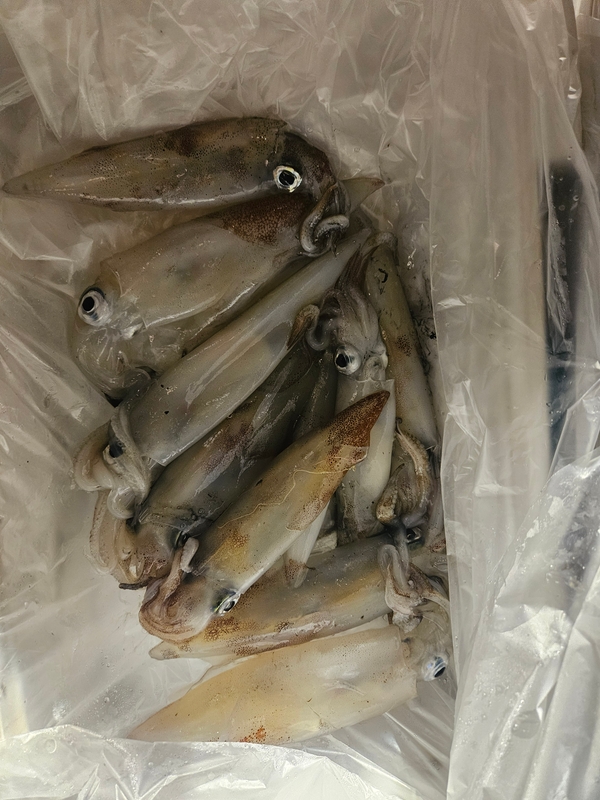 거제 적호의 조황일지 이미지 - 6