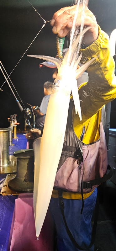 거제 적호의 조황일지 이미지 - 2