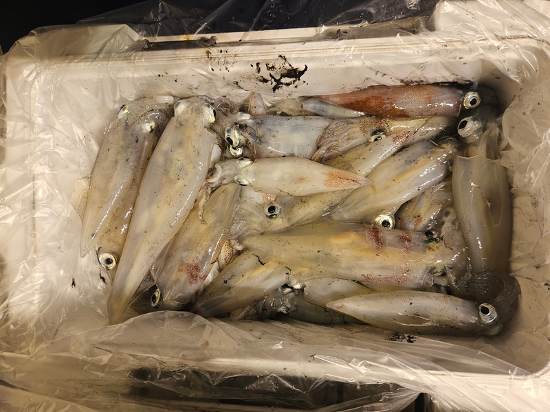 거제 적호의 조황일지 이미지 - 7