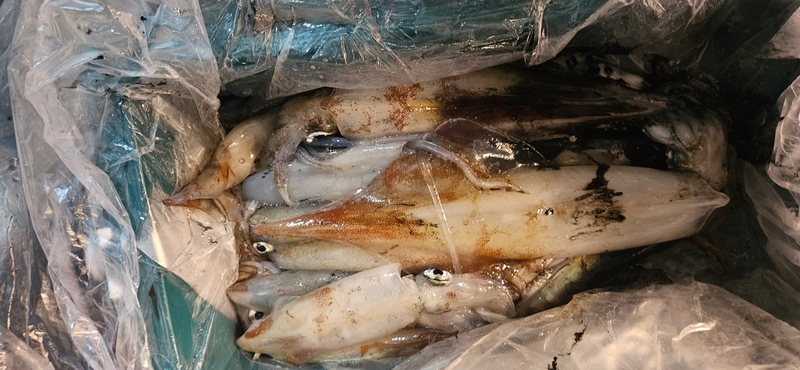 거제 적호의 조황일지 이미지 - 7