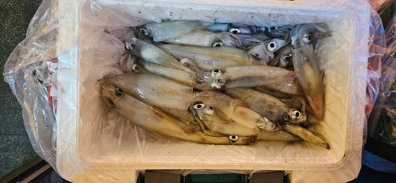 거제 적호의 조황일지 이미지 - 10