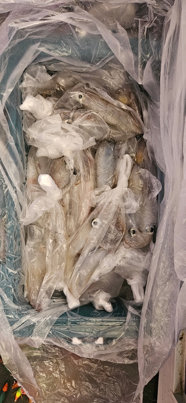 거제 적호의 조황일지 이미지 - 10