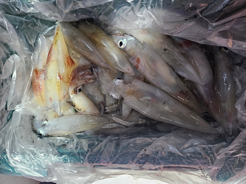 거제 적호의 조황일지 이미지 - 12