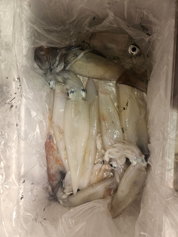 거제 적호의 조황일지 이미지 - 8