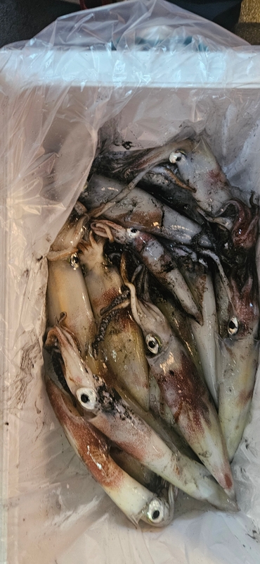 거제 적호의 조황일지 이미지 - 11