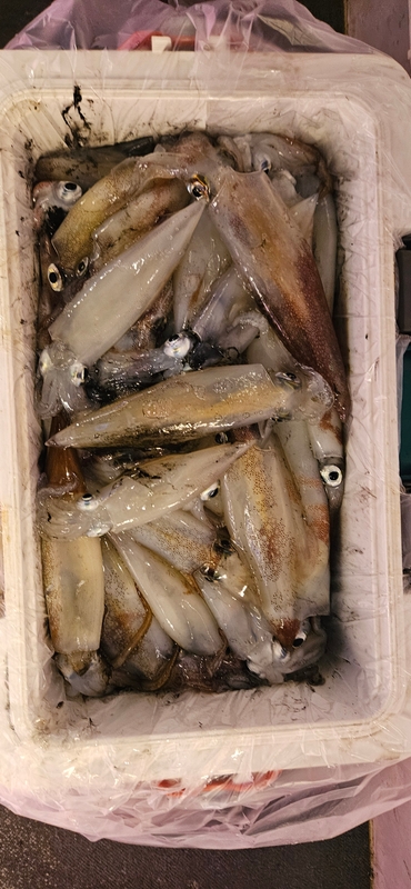 거제 적호의 조황일지 이미지 - 7