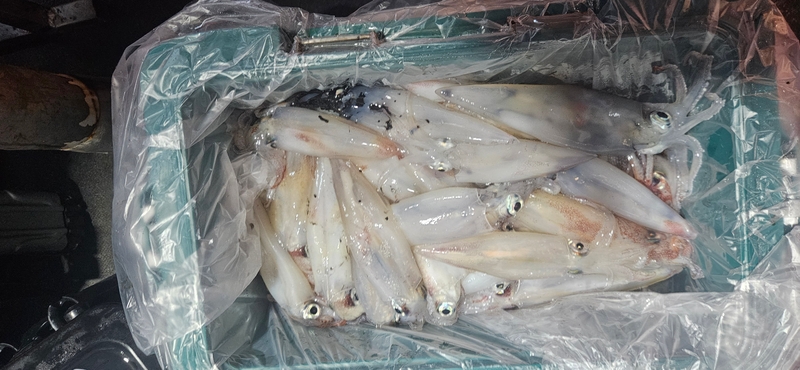 거제 적호의 조황일지 이미지 - 12