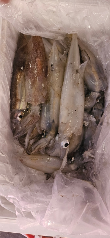 거제 적호의 조황일지 이미지 - 6