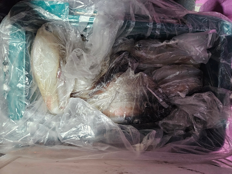 거제 적호의 조황일지 이미지 - 6