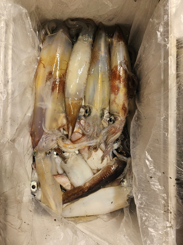 거제 적호의 조황일지 이미지 - 8