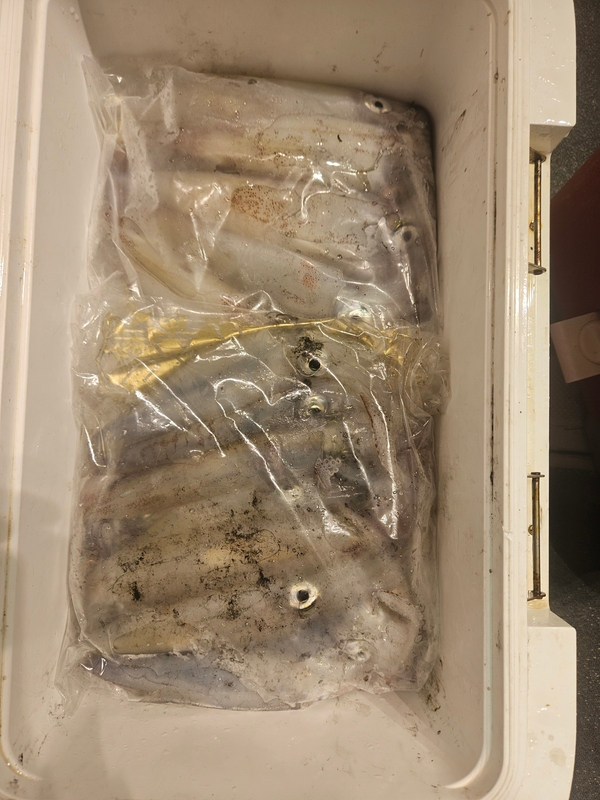 거제 적호의 조황일지 이미지 - 5