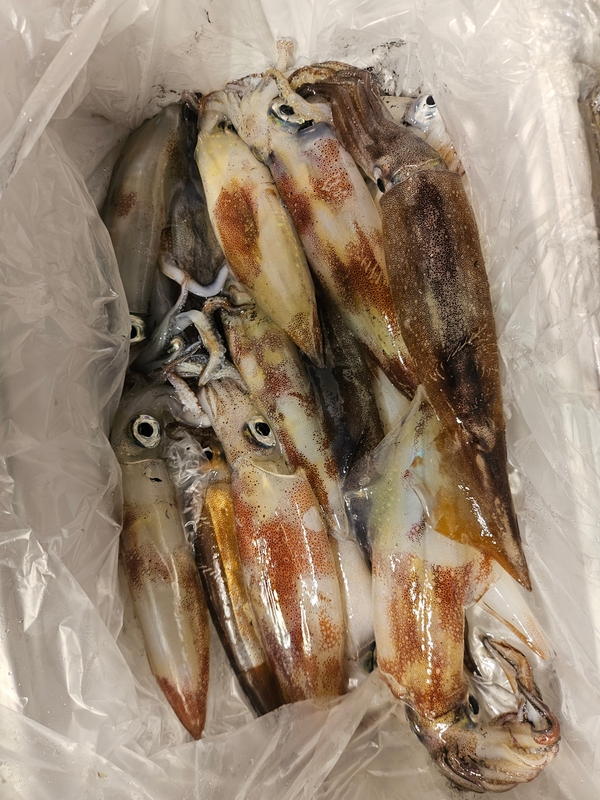 거제 적호의 조황일지 이미지 - 6