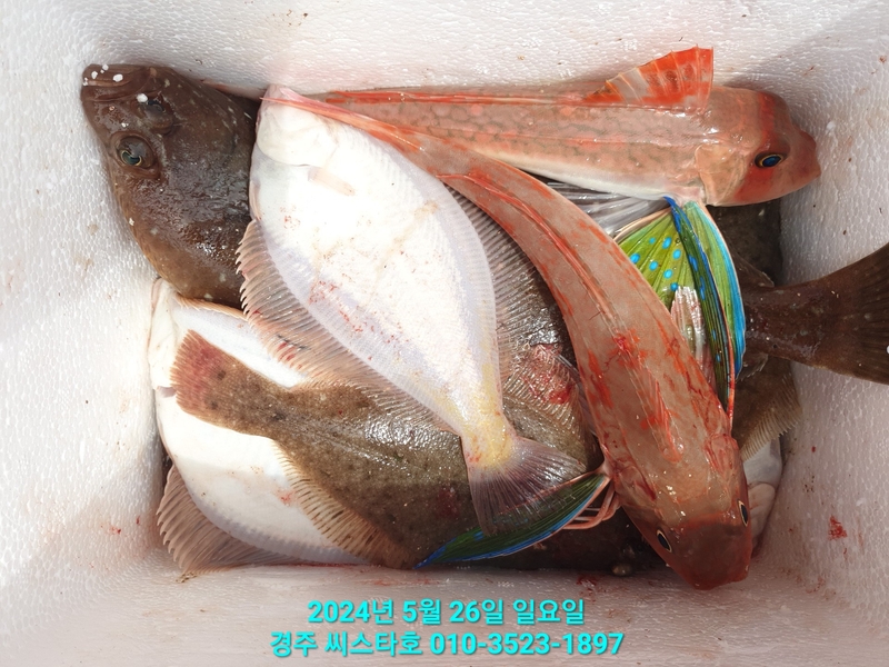 경주선상낚시씨스타호의 조황일지 이미지 - 15