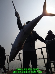 경주 괴물 돼지 삼치 본시즌 미릿수진행 선상낚시로 잡은 물고기 조황